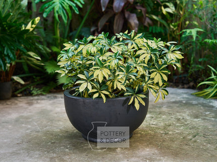 Sager Low Bowl Matte Black